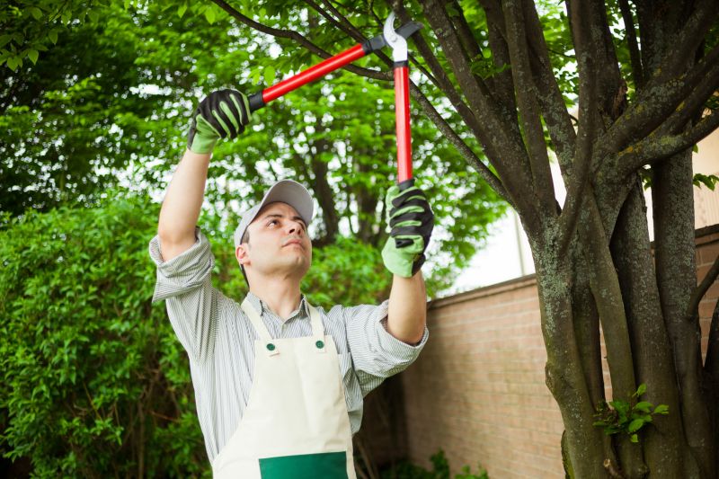 Local Shrub Trimming pros at work