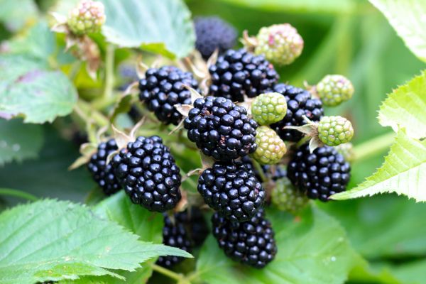 Blackberry Bush Removal in New Lenox