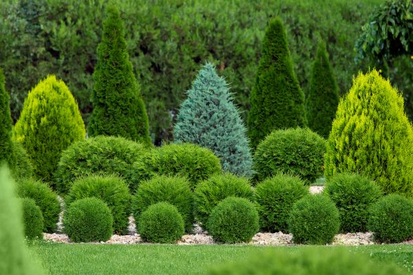 Bush Shaping Service in New Lenox