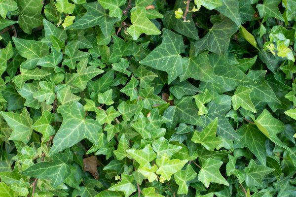 Cost of English Ivy Removal in New Lenox
