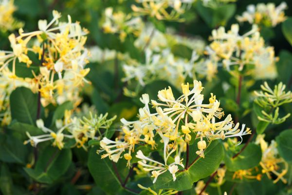 Cost of Honeysuckle Removal in New Lenox