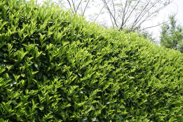 Laurel Removal in New Lenox
