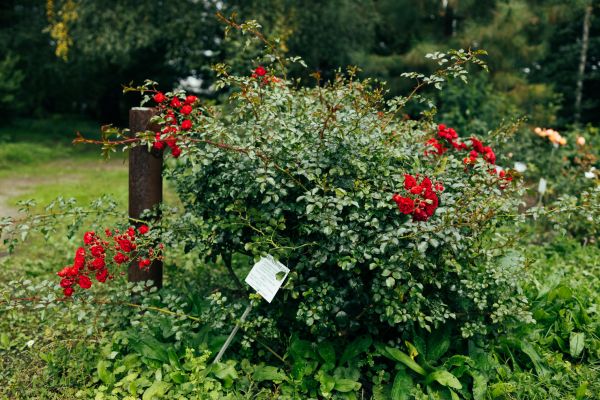 Cost of Rose Bush Removal in New Lenox