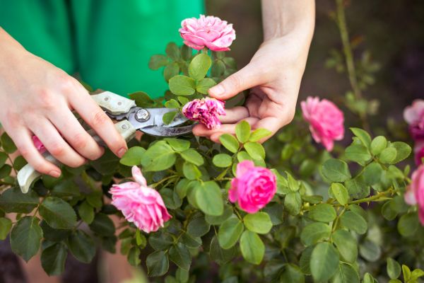 Cost of Rose Trimming in New Lenox