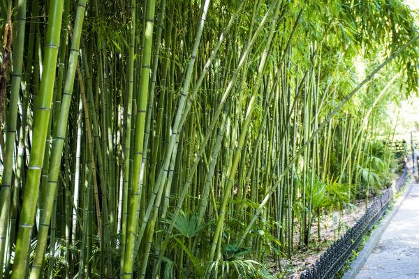 Bamboo Root Removal in New Lenox
