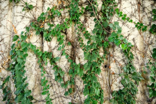 Vine Removal Service in New Lenox