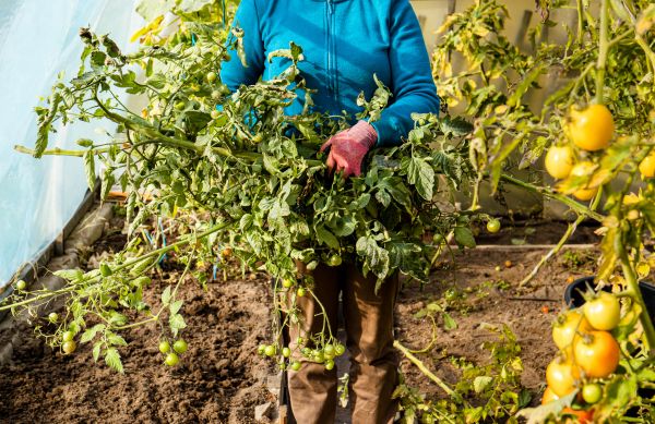 Garden Plant Removal in New Lenox