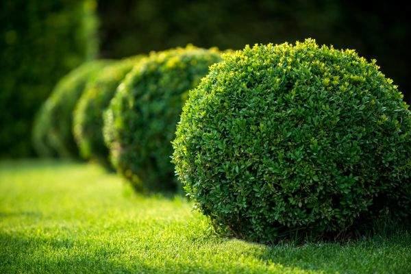 Cost of Bush Pruning in New Lenox