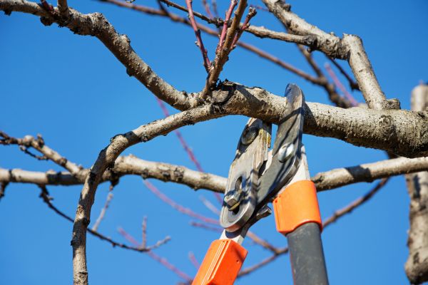 Selective Pruning in New Lenox