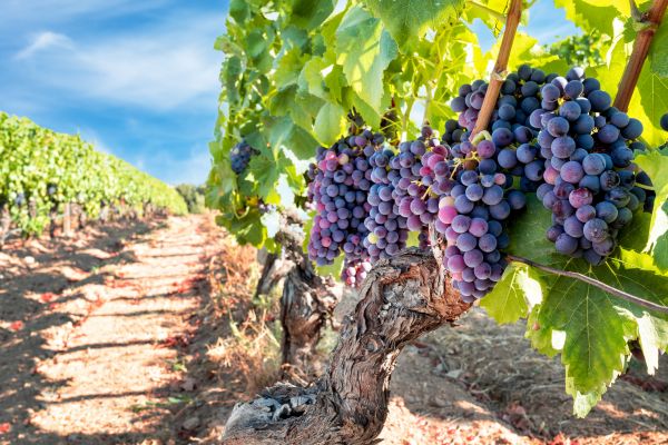 Cost of Grapevine Pruning in New Lenox
