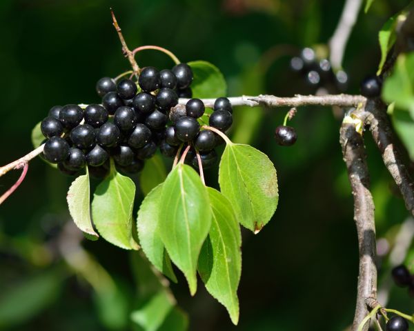 Cost of Buckthorn Removal in New Lenox