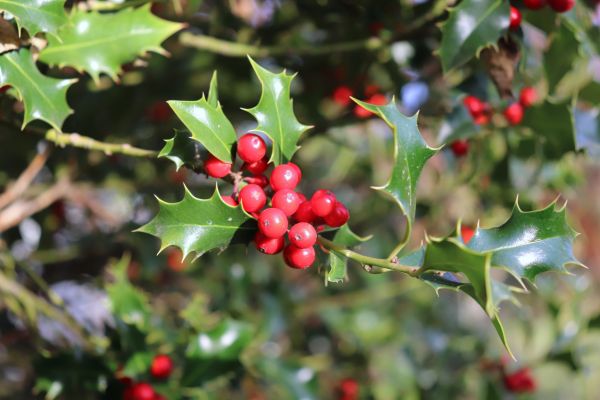 Cost of Holly Tree Trimming in New Lenox