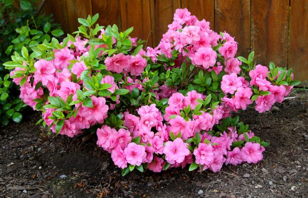 Azaleas Removal in New Lenox