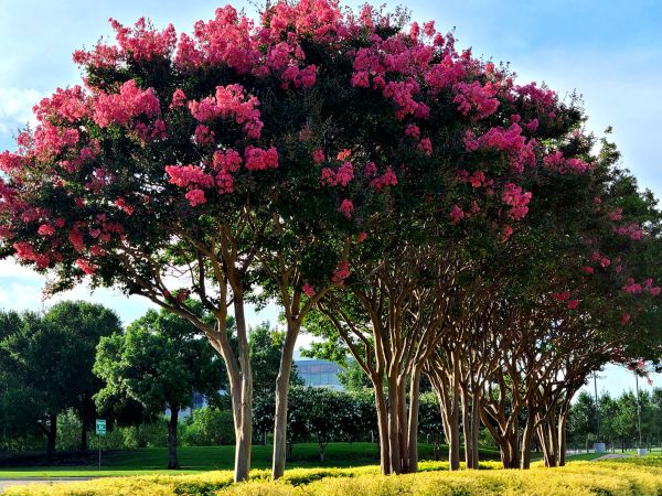 Cost of Crepe Myrtle Pruning in New Lenox