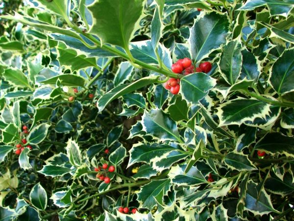 Cost of Holly Bushes Trimming in New Lenox