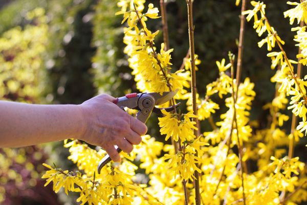 Forsythia Pruning in New Lenox
