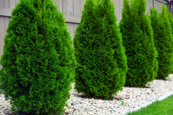 Arborvitae Removal in New Lenox