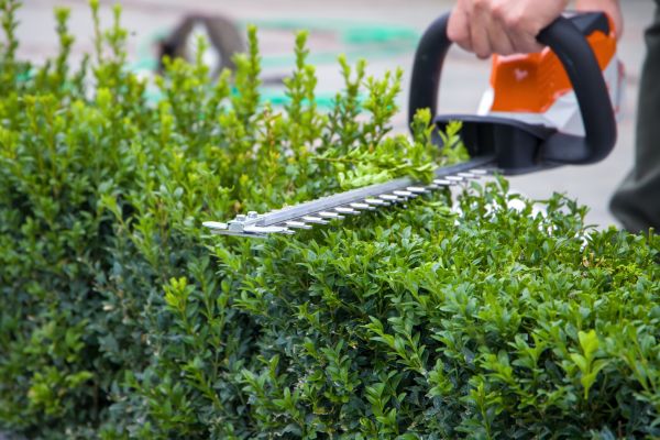 Evergreen Hedge Trimming in New Lenox