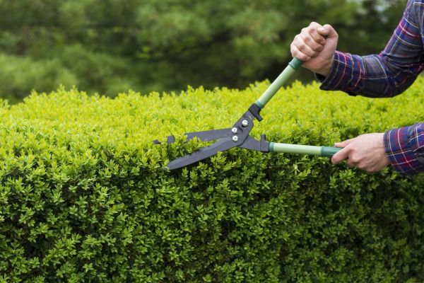 Cost of Evergreen Shrub Pruning in New Lenox