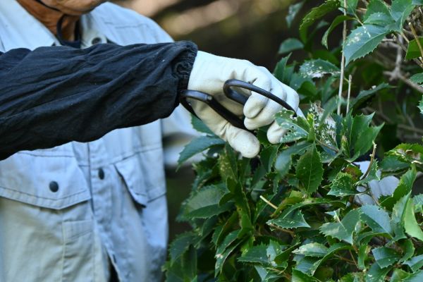 Holly Pruning in New Lenox