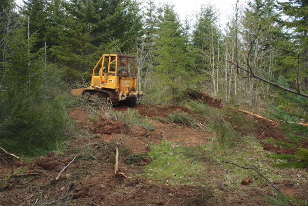 Shrubbery Clearing in New Lenox