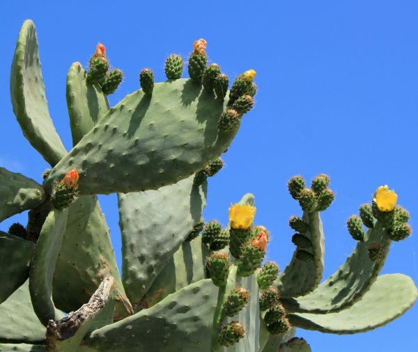 Cost of Cactus Removal in New Lenox
