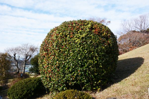 Cost of Holly Shrub Pruning in New Lenox
