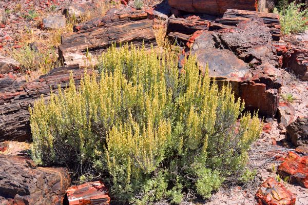 Sagebrush Removal in New Lenox