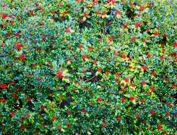 Holly Bush Removal in New Lenox