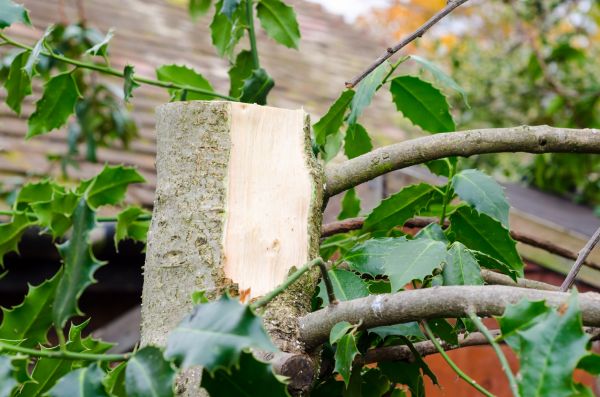 Holly Tree Removal in New Lenox