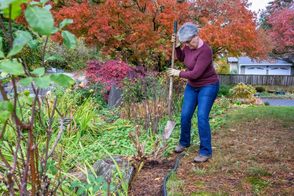 Dead Bush Removal in New Lenox