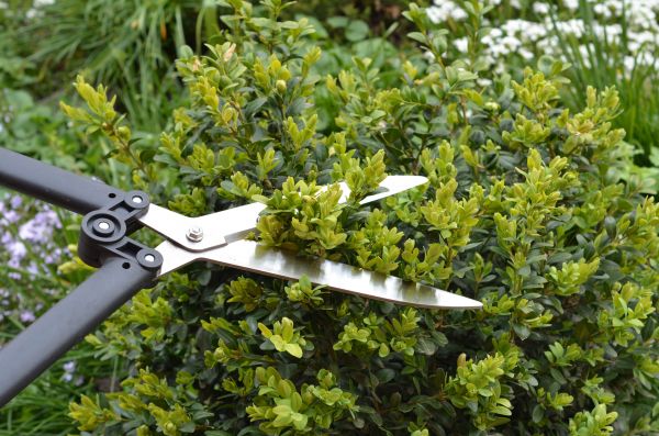 Cost of Boxwood Trimming in New Lenox