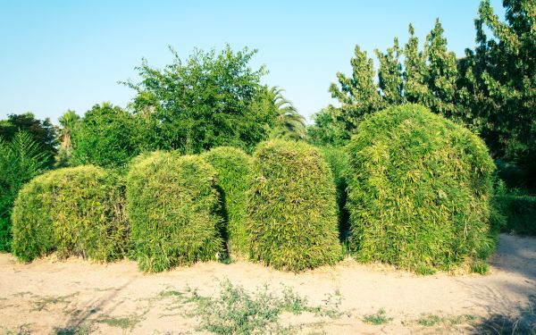 Bamboo Hedge Removal in New Lenox