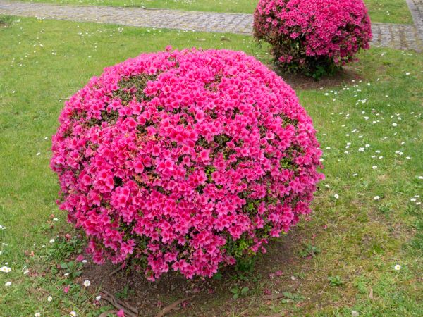 Cost of Rhododendron Pruning in New Lenox