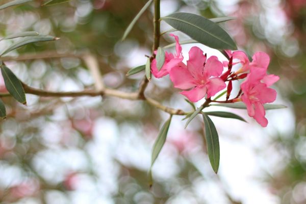 Oleander Removal in New Lenox