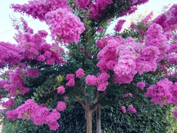 Cost of Crape Myrtle Pruning in New Lenox