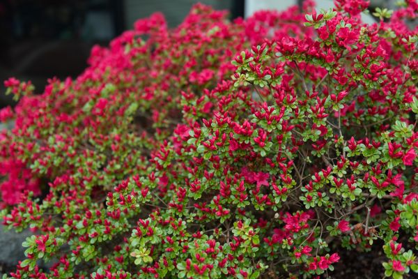 Weigela Removal Service in New Lenox