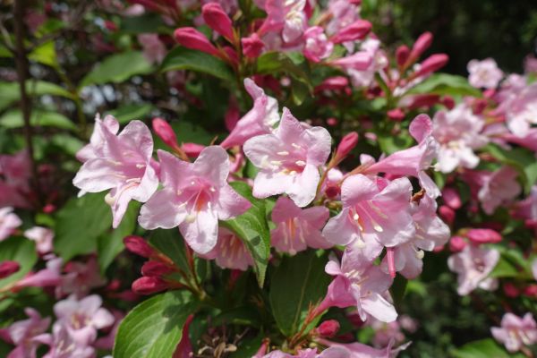 Weigela Pruning Service in New Lenox