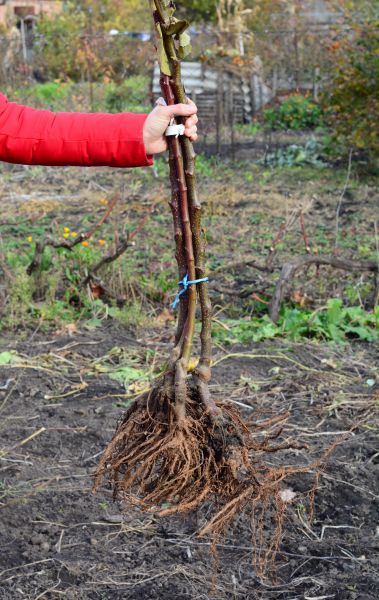 Cost of Shrub Root Removal in New Lenox