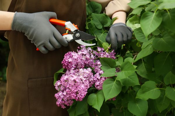 Lilac Pruning Service in New Lenox