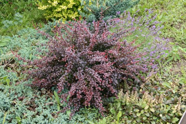 Japanese Barberry Removal in New Lenox