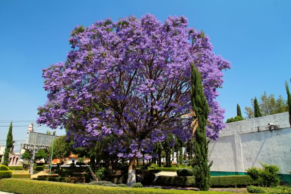 Jacaranda Pruning in New Lenox