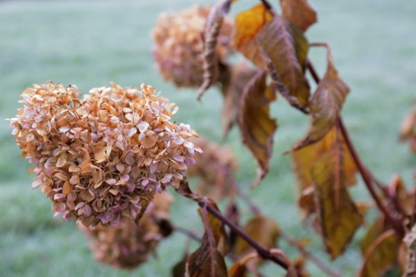 Hydrangea Removal in New Lenox