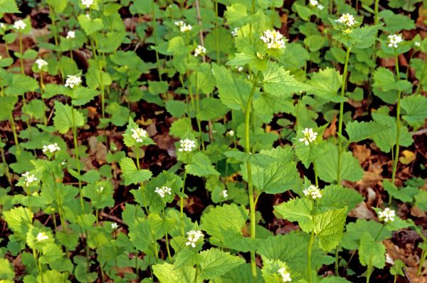 Garlic Mustard Removal in New Lenox