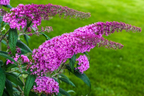 Butterfly Bush Removal in New Lenox