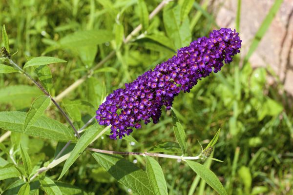 Butterfly Bush Pruning in New Lenox