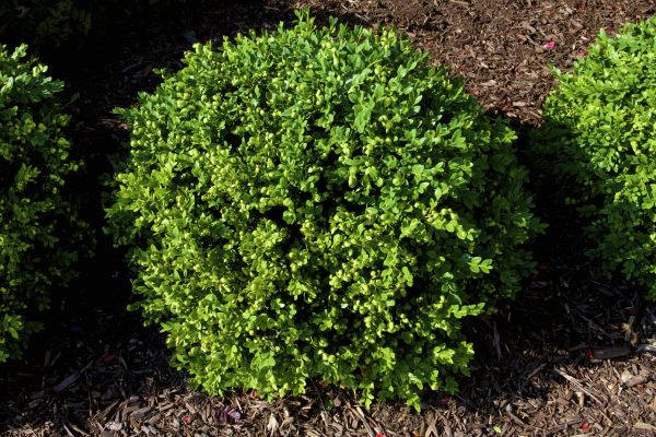 Boxwood Removal in New Lenox