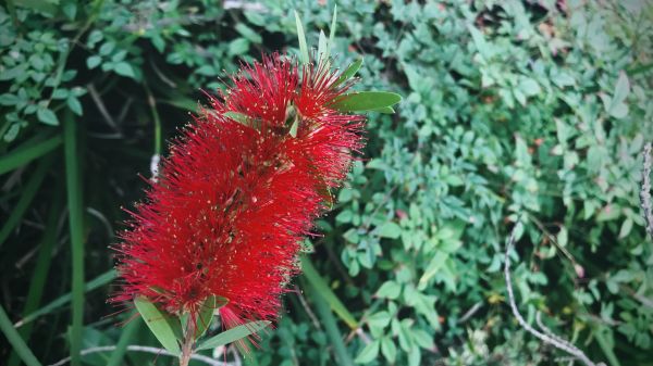 Cost of Bottlebrush Pruning in New Lenox