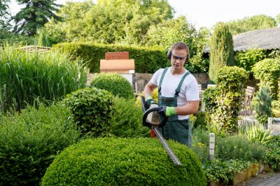 Bamboo Hedge Trimming