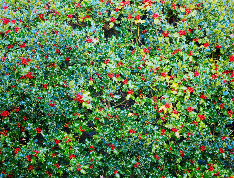 Holly Pruning